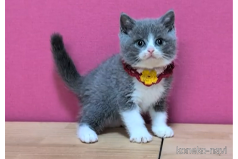 成約済の東京都のブリティッシュショートヘア-100480の2枚目